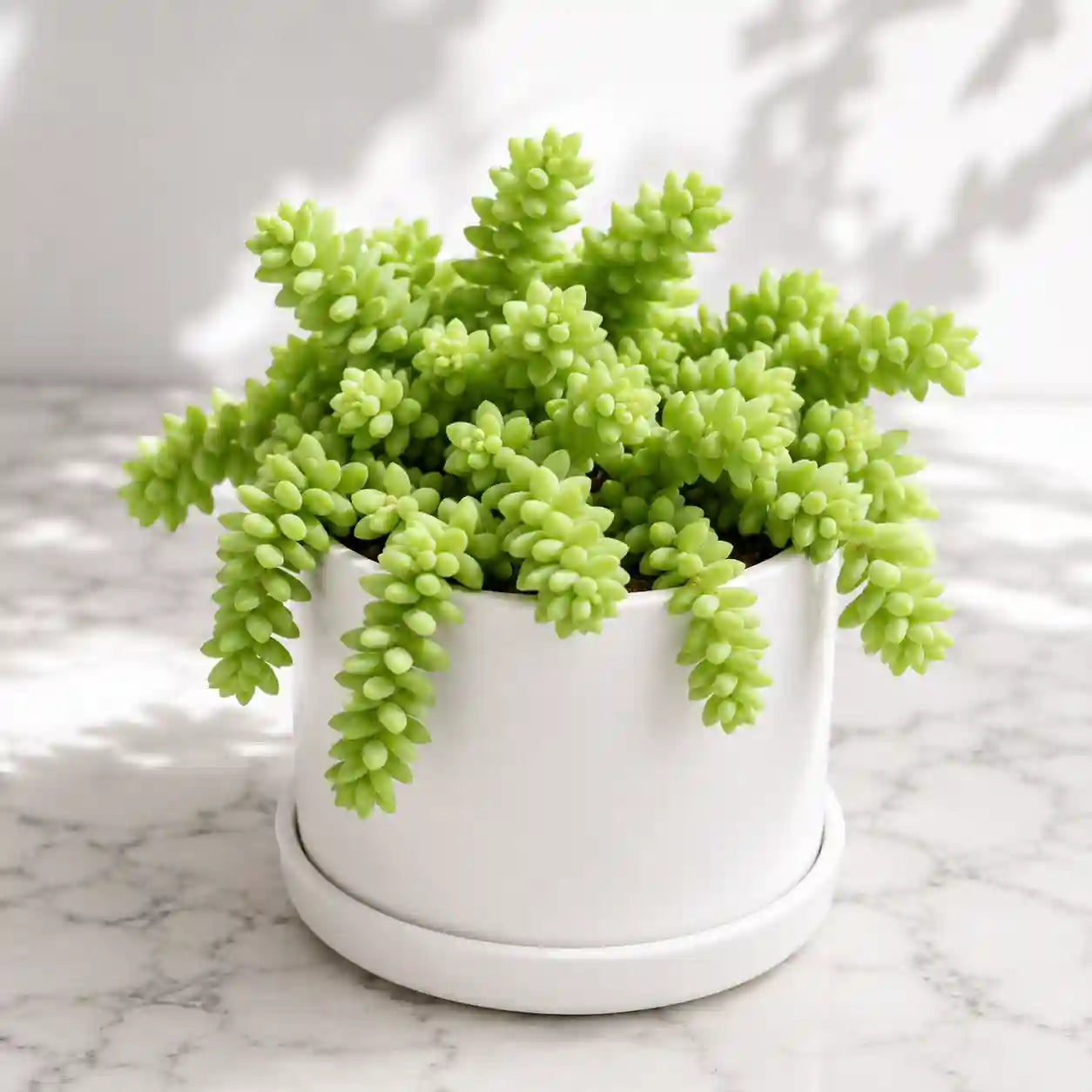 Burro's Tail
