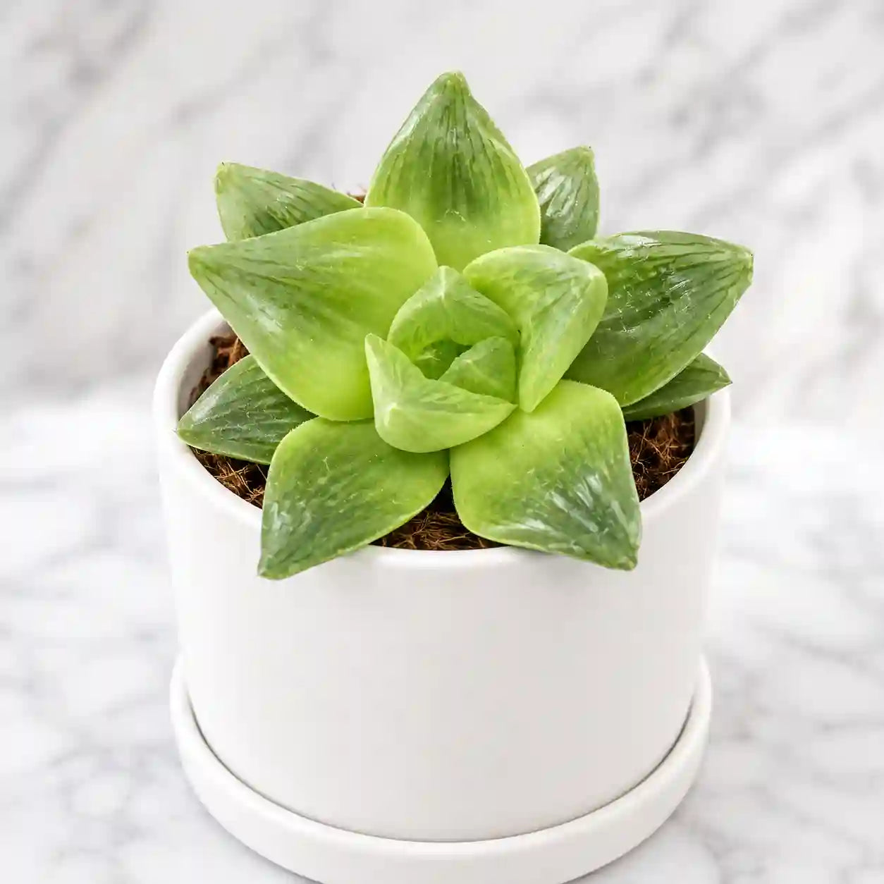 HAWORTHIA CYMBIFORMIS