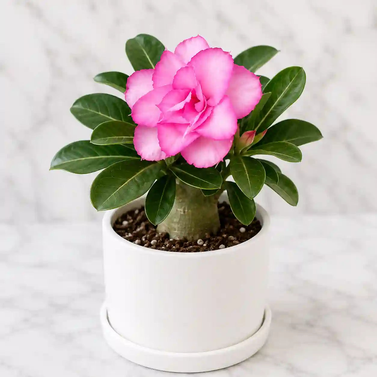 Adenium Pink