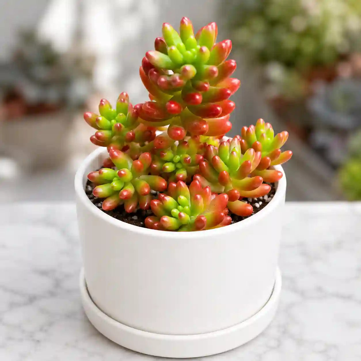 Sedum Rubrotinctum