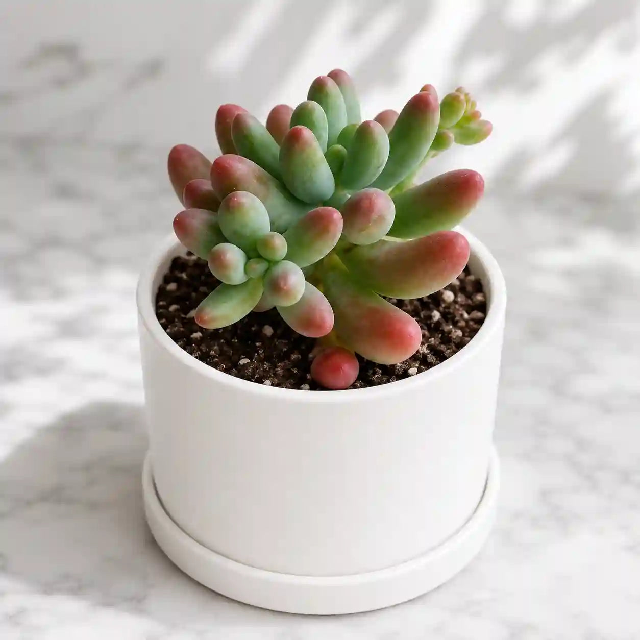 Sedum Pachyphyllum