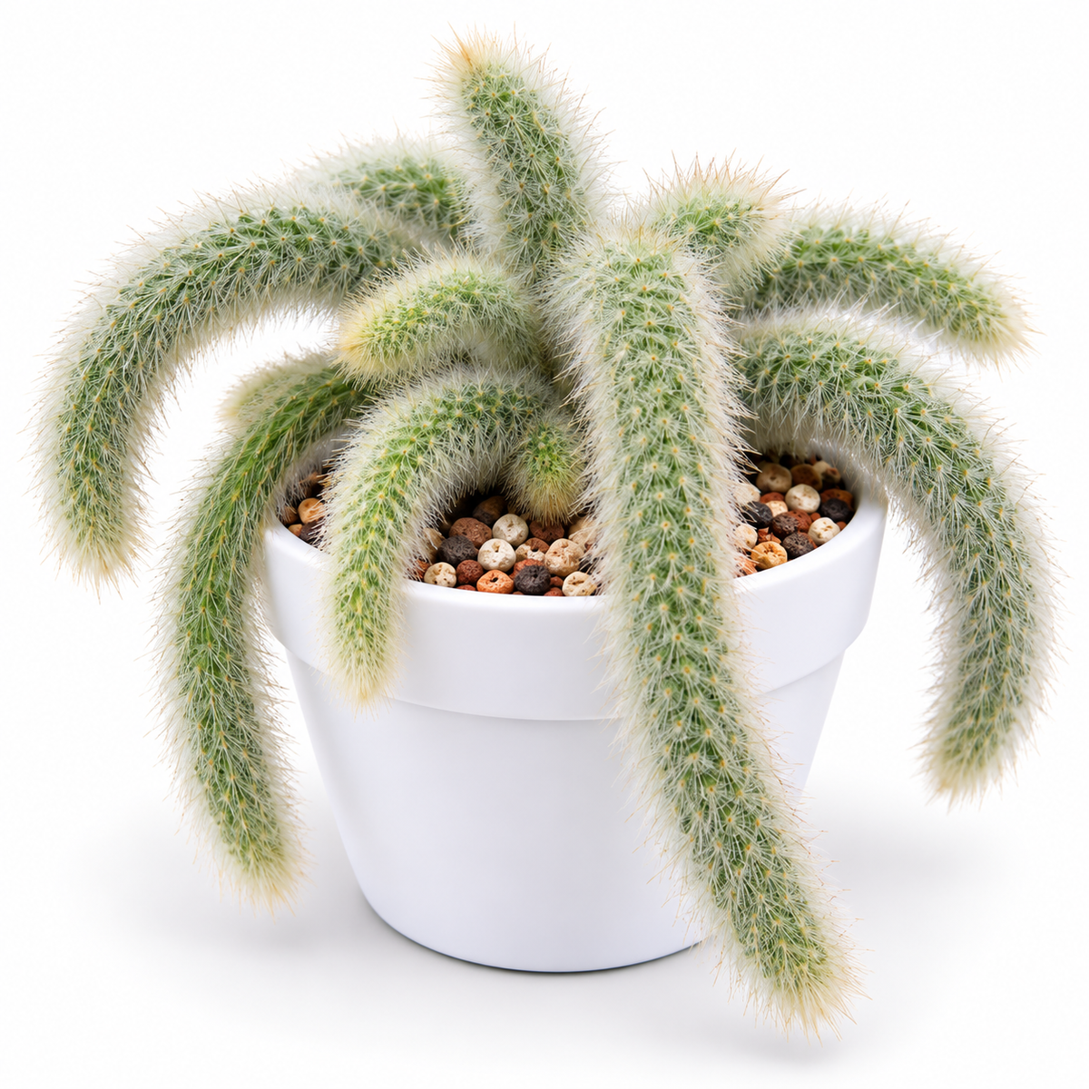 Monkey Tail Cactus
