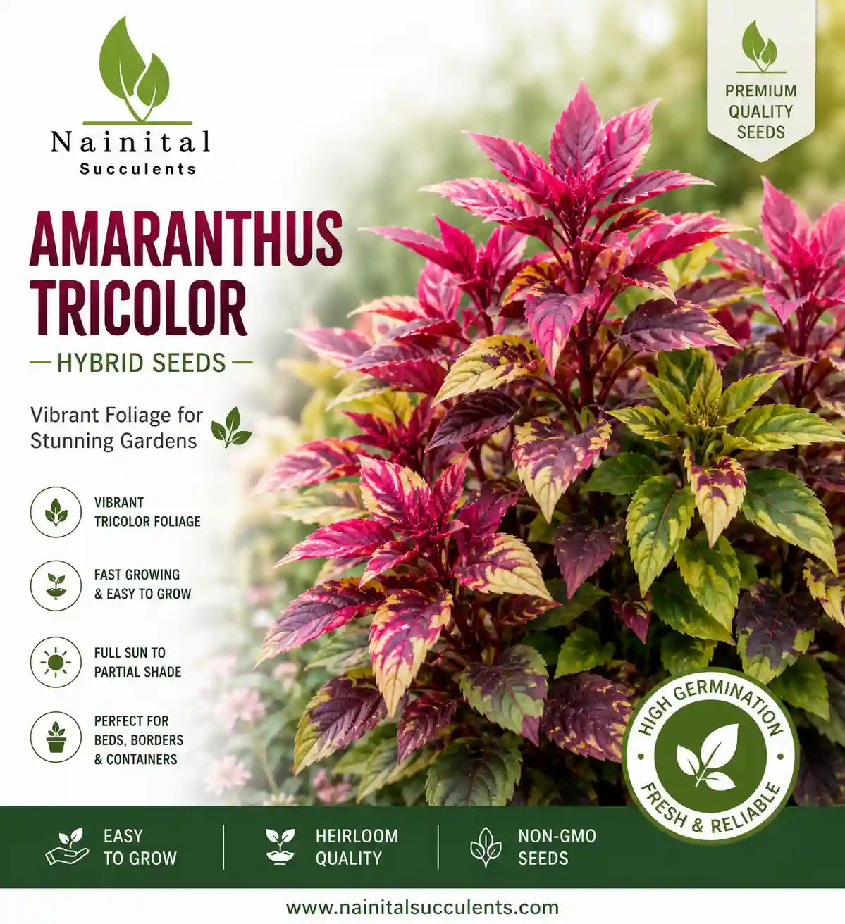 AMARANTHUS TRICOLOR HYBRID SEEDS (20-25 seeds)