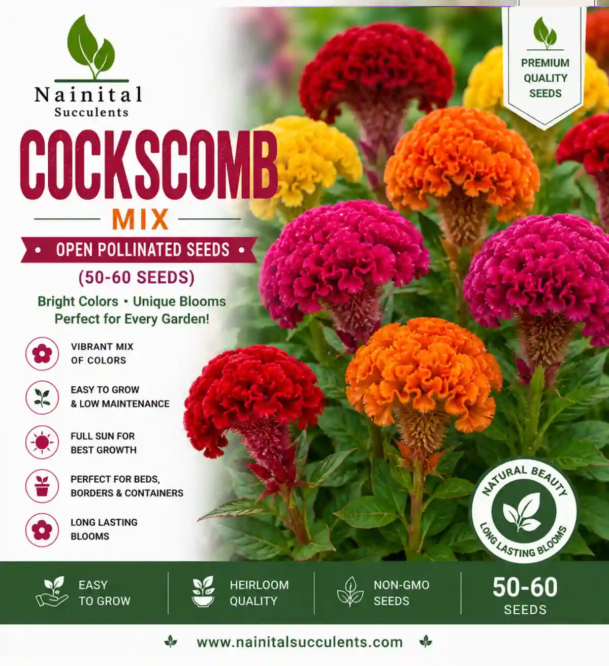 COCKSCOMB MIX OPEN POLLINATED SEEDS (50-60 seeds)