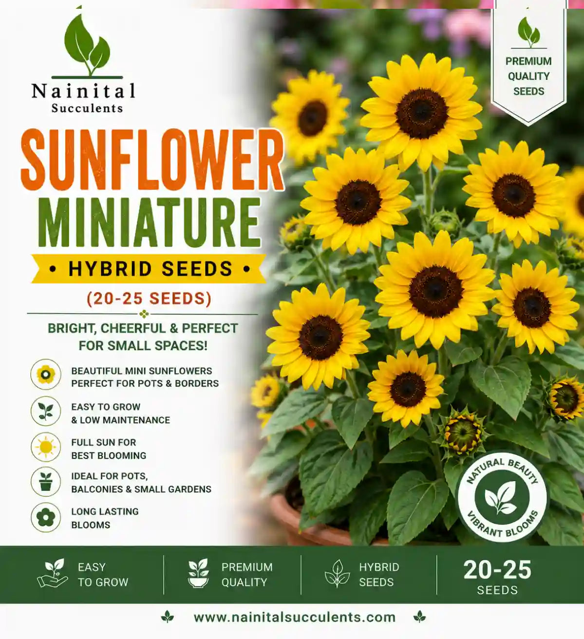 SUNFLOWER MINNIATURE HYBRID SEEDS (20-25 seeds)