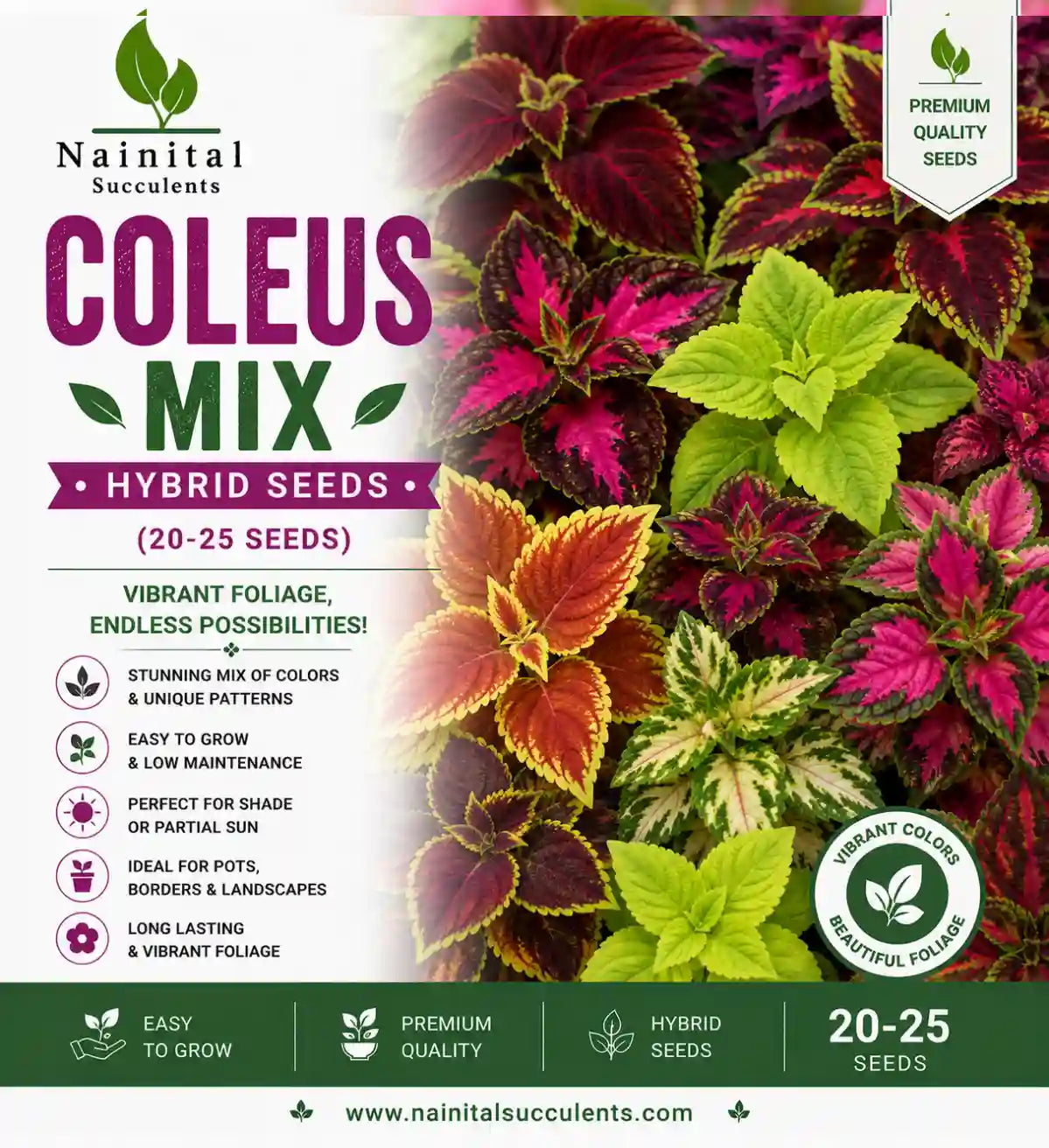 COLEUS MIX HYBRID SEEDS (30 seeds)