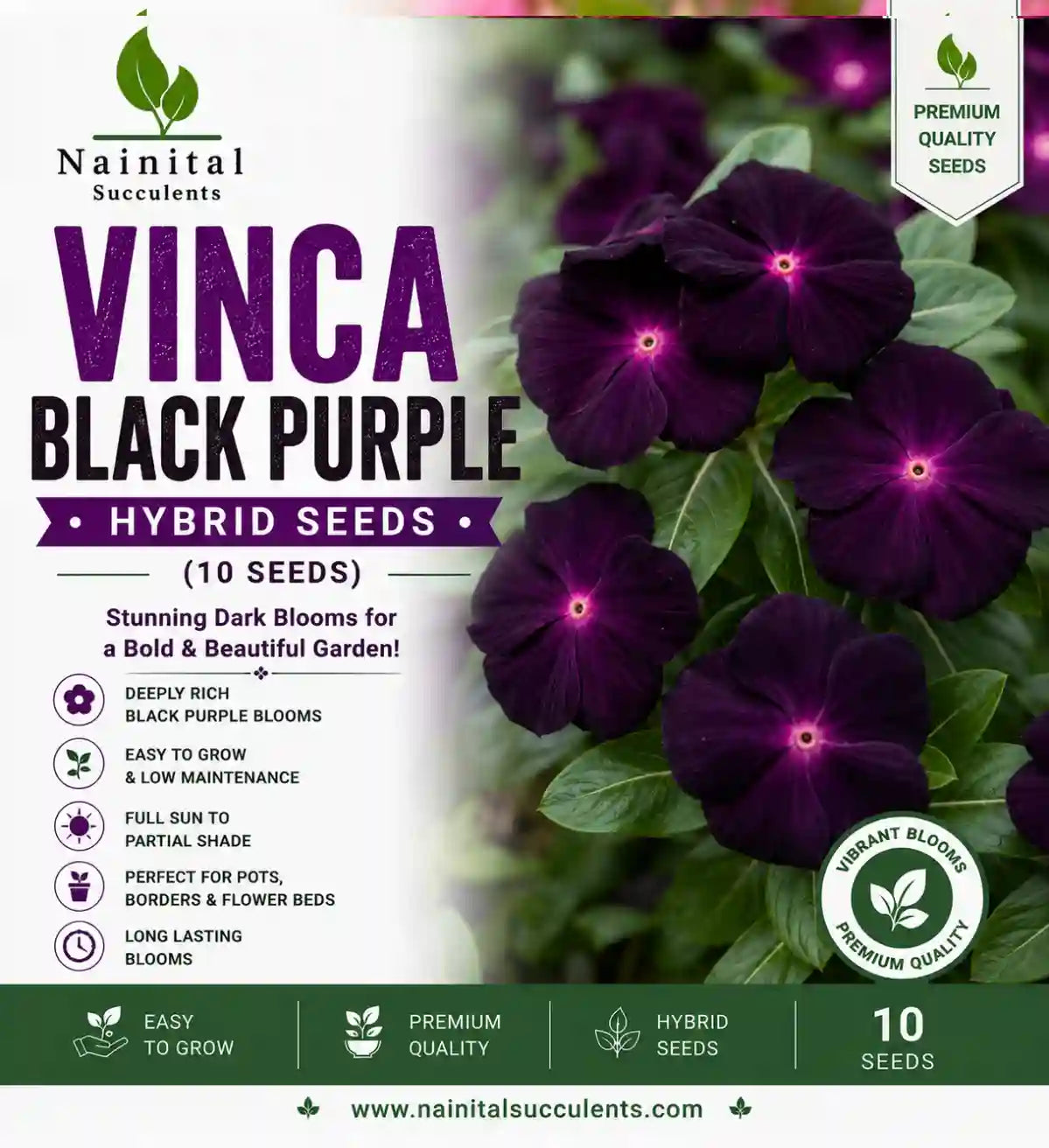 VINCA BLACK PURPLE HYBRID SEEDS (10 seeds)