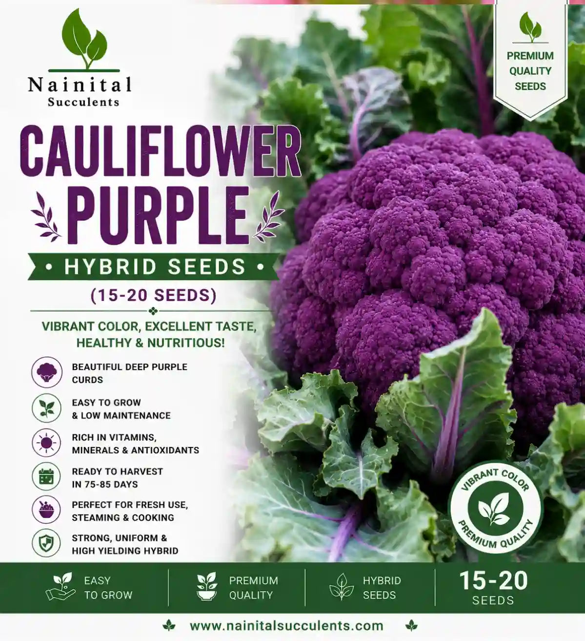 CAULIFLOWER PURPLE HYBRID SEEDS