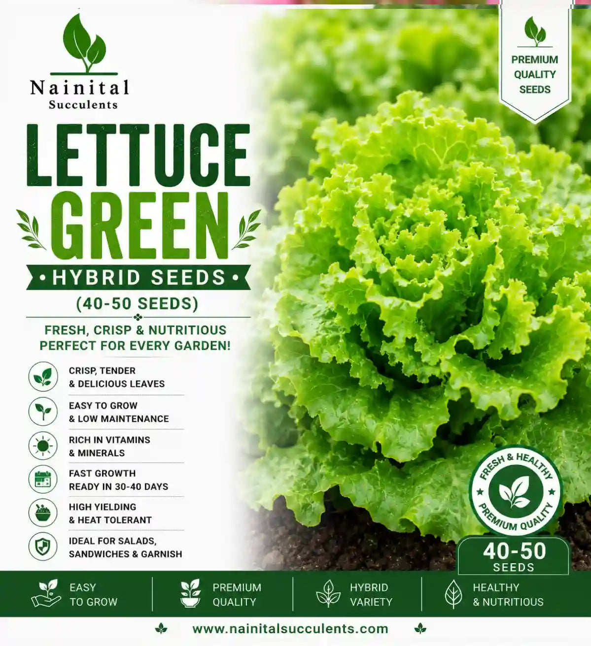 LETTUCE GREEN HYBRID SEEDS (40-50 seeds)
