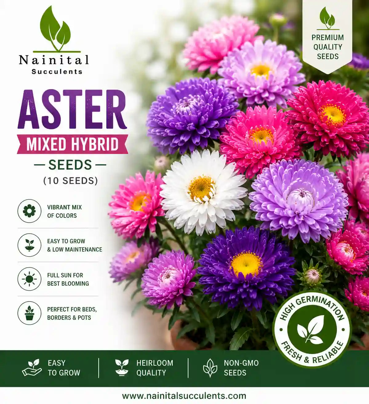 Aster mixed hybrid seeds (10 seeds)