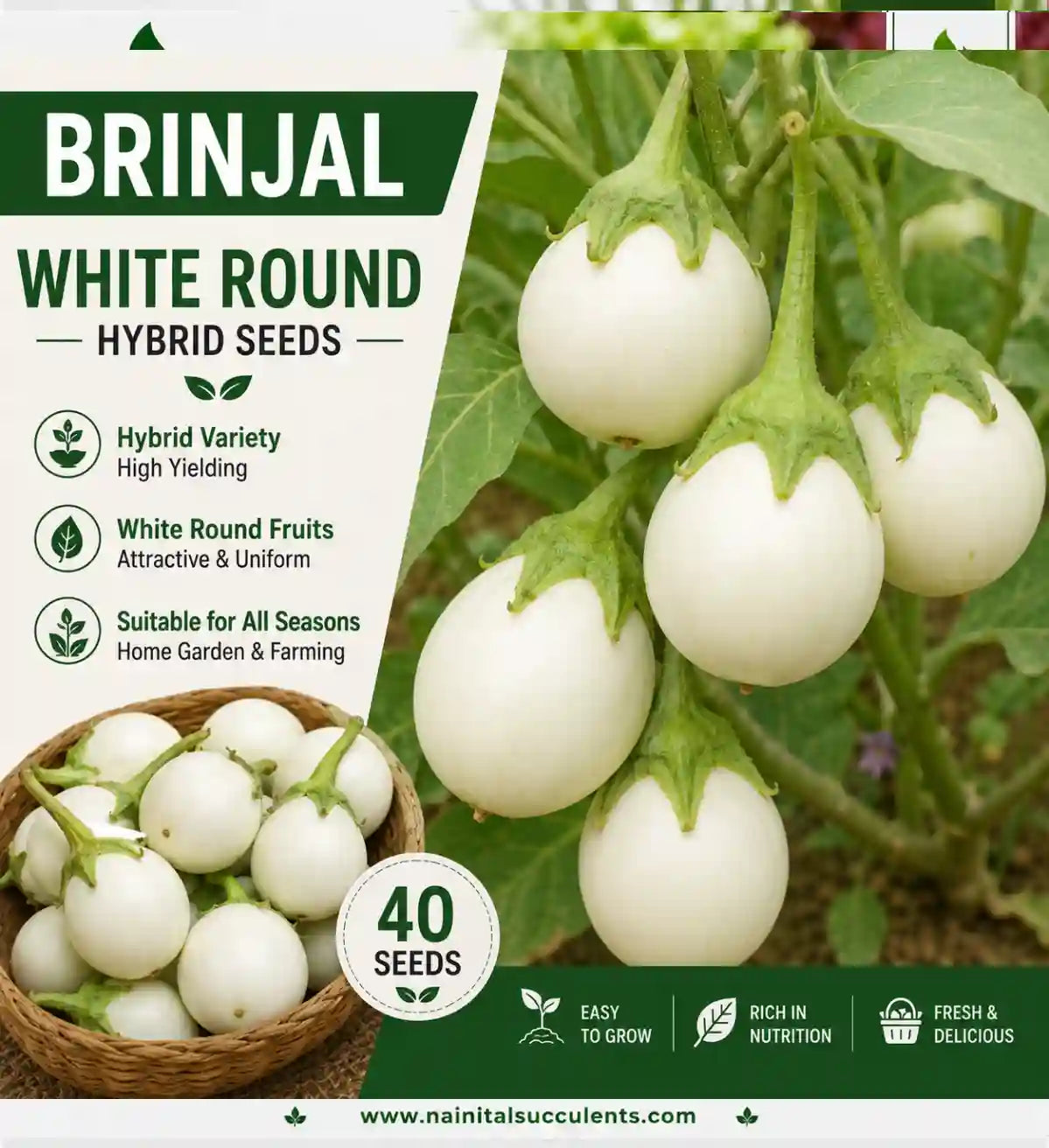 BRINJAL WHITE ROUND HYBRID SEEDS (40 seeds)