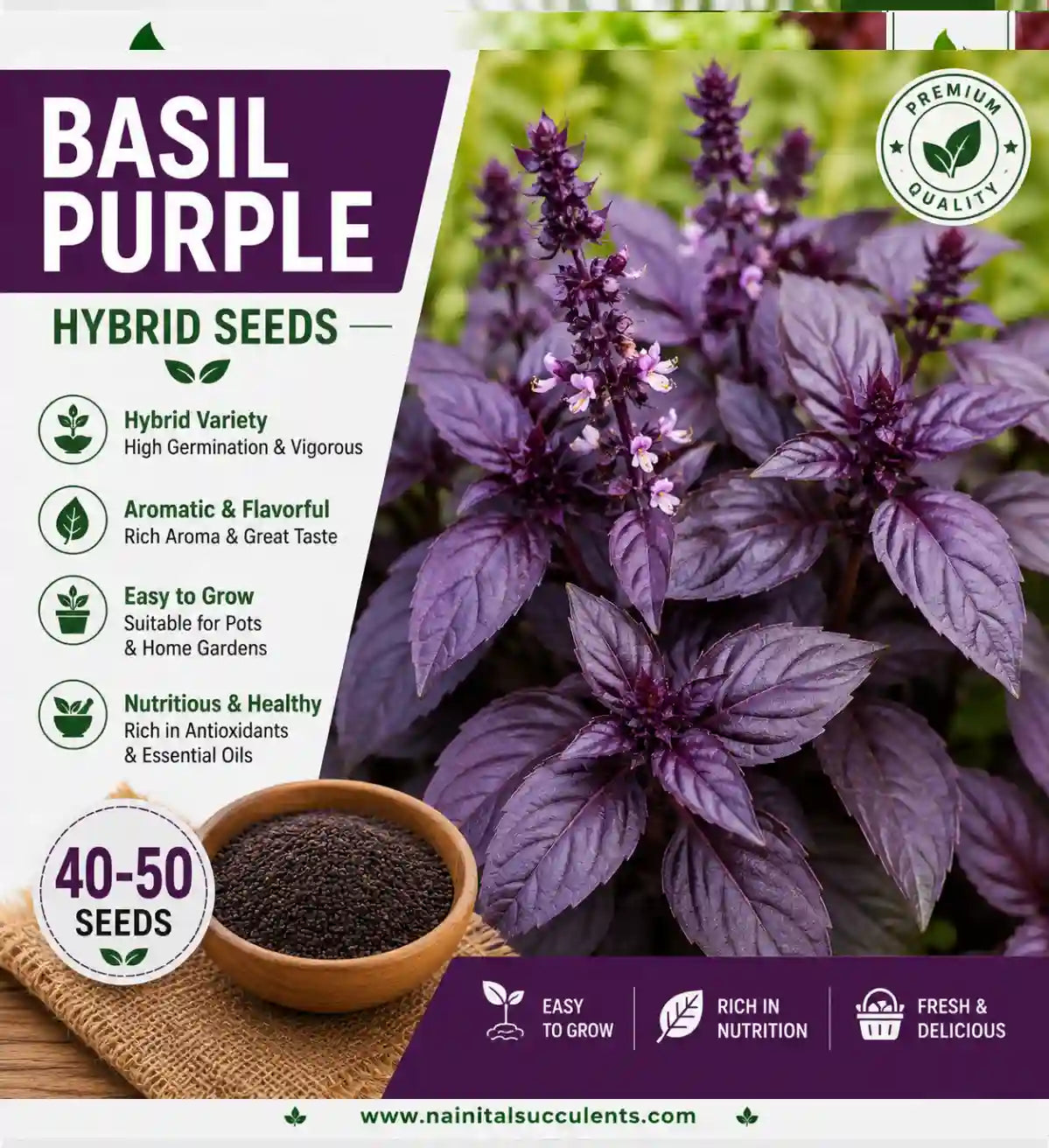 BASIL PURPLE HYBRID SEEDS (40-50 seeds)