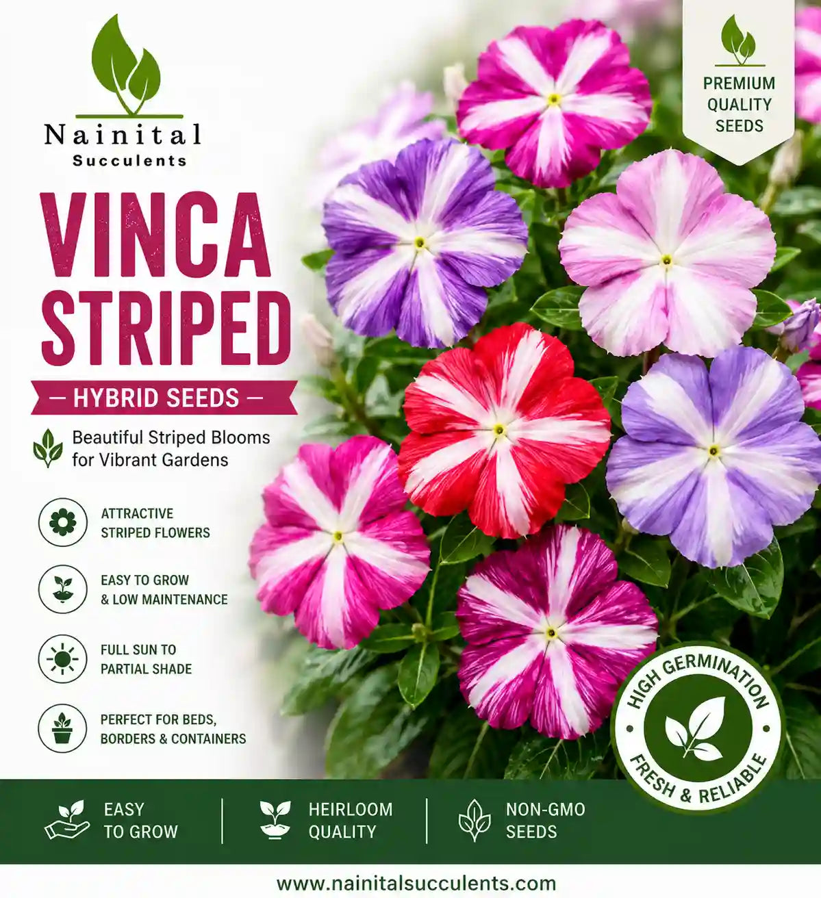 VINCA STRIPED HYBRID SEEDS (10 seeds)