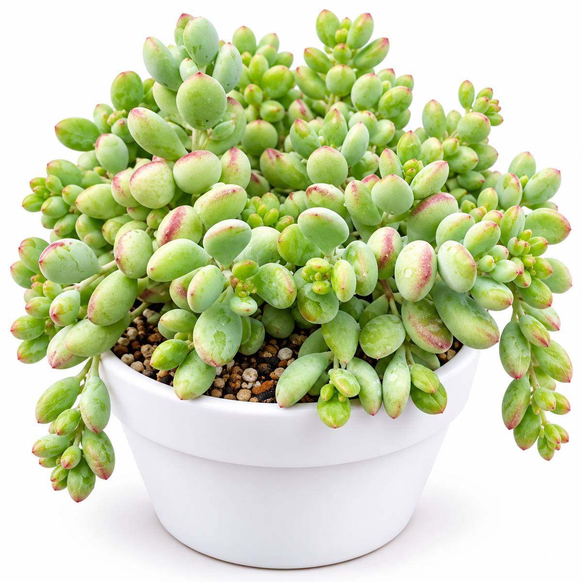 Cotyledon Pendens