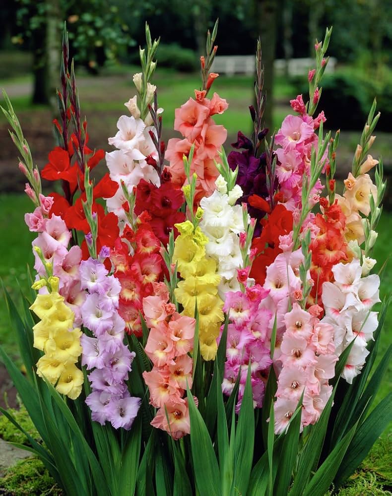 Gladiolus Pink Bulb