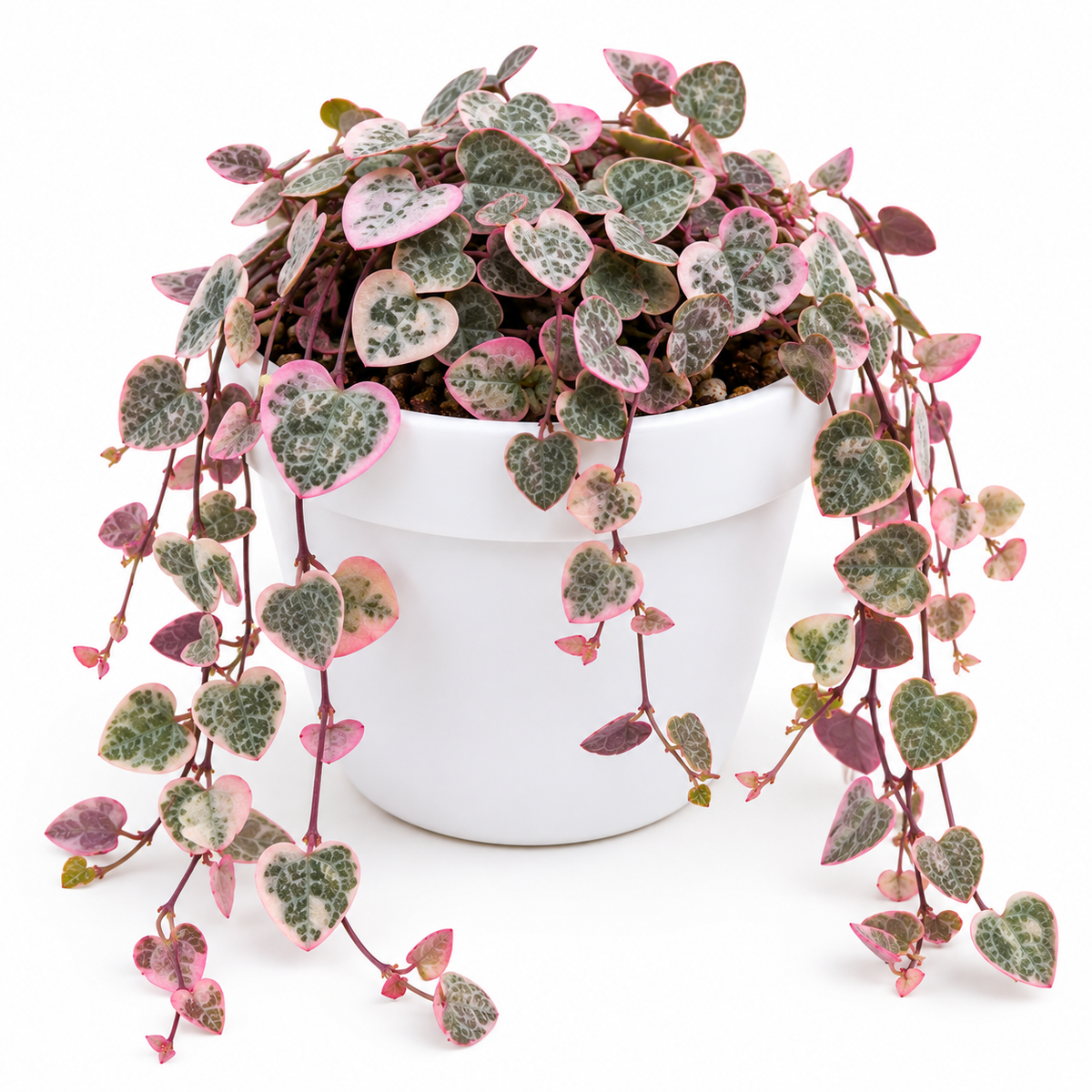 String of Hearts
