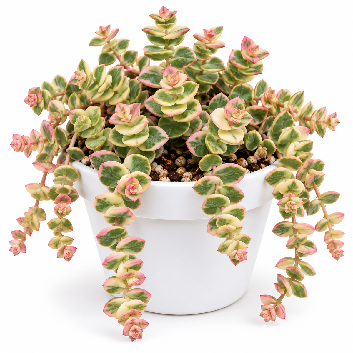 Variegated String of Buttons
