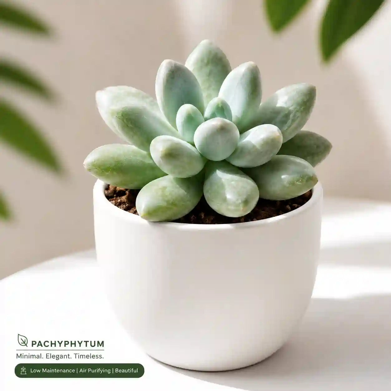 Pachyphytum compactum