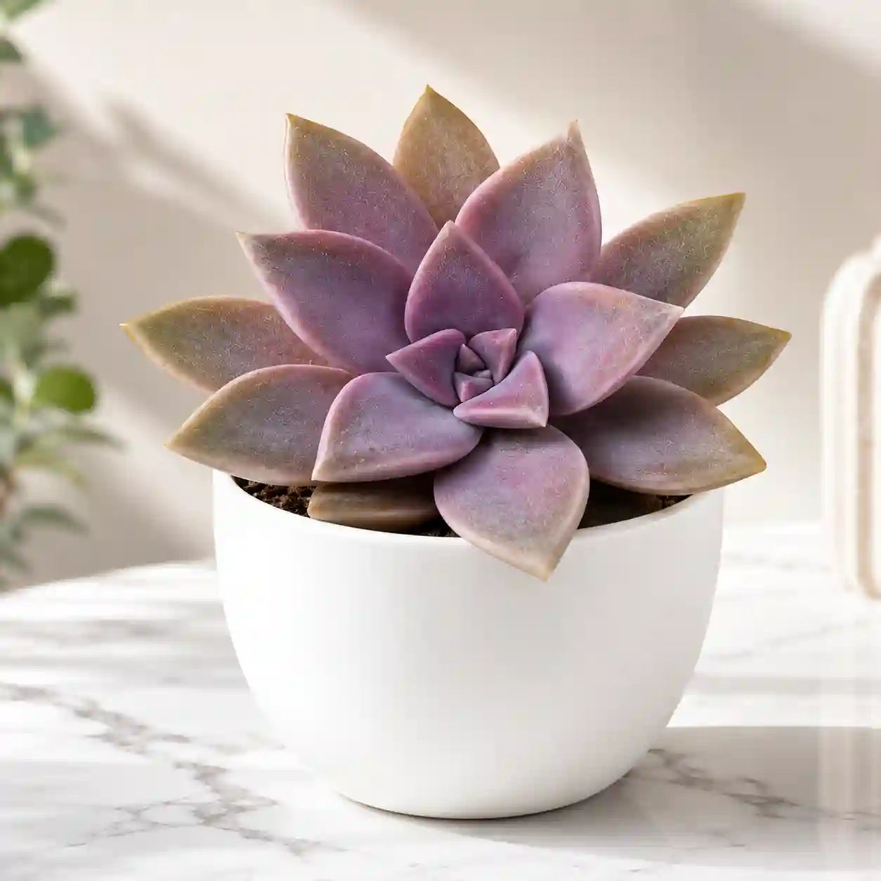 Graptopetalum paraguayense