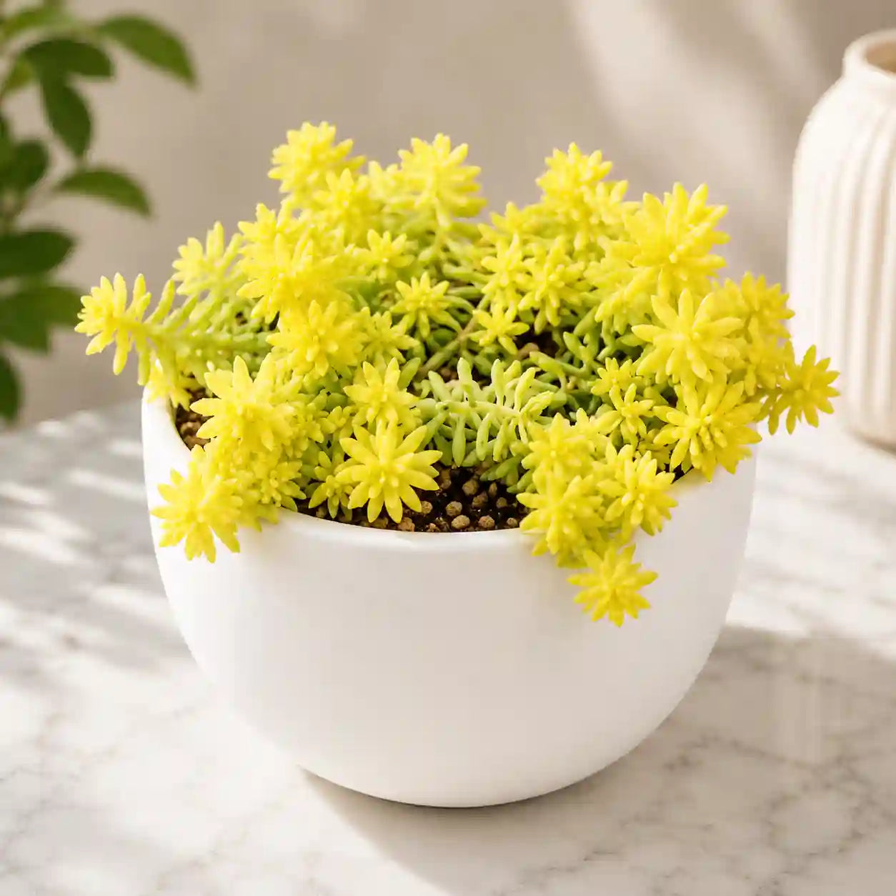 Yellow Sedum Grass