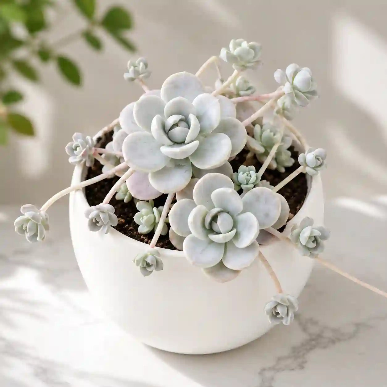 Orostachys