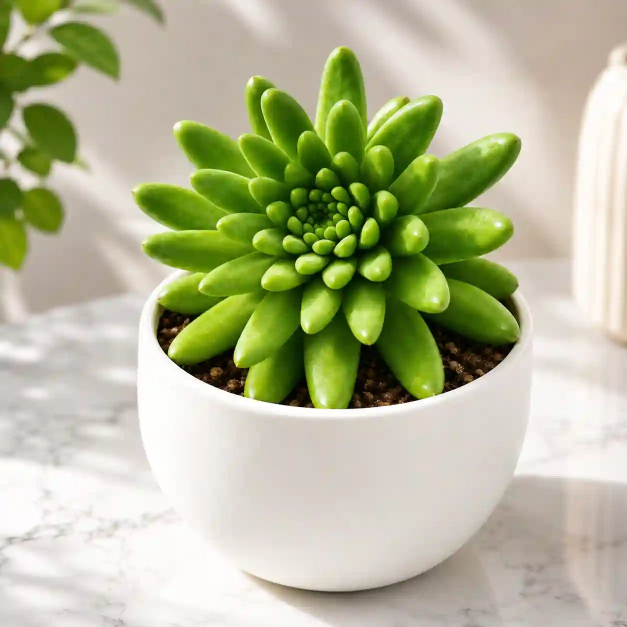 Orostachys Chanetii