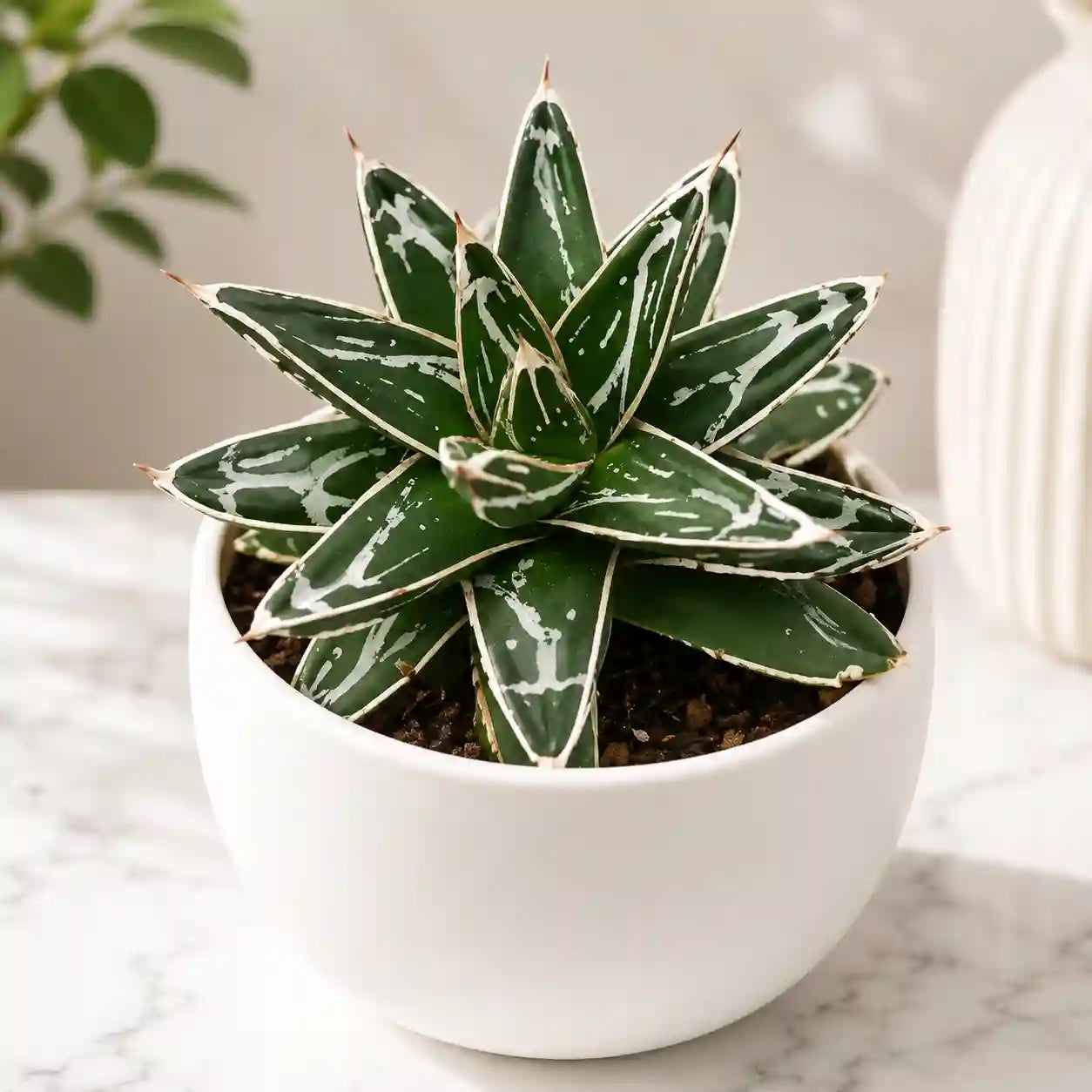 Queen Victoria Agave