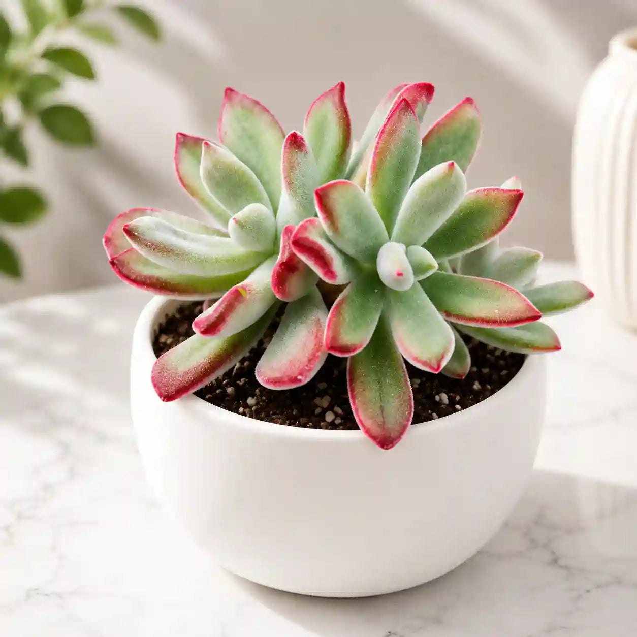 Echeveria pulvinata