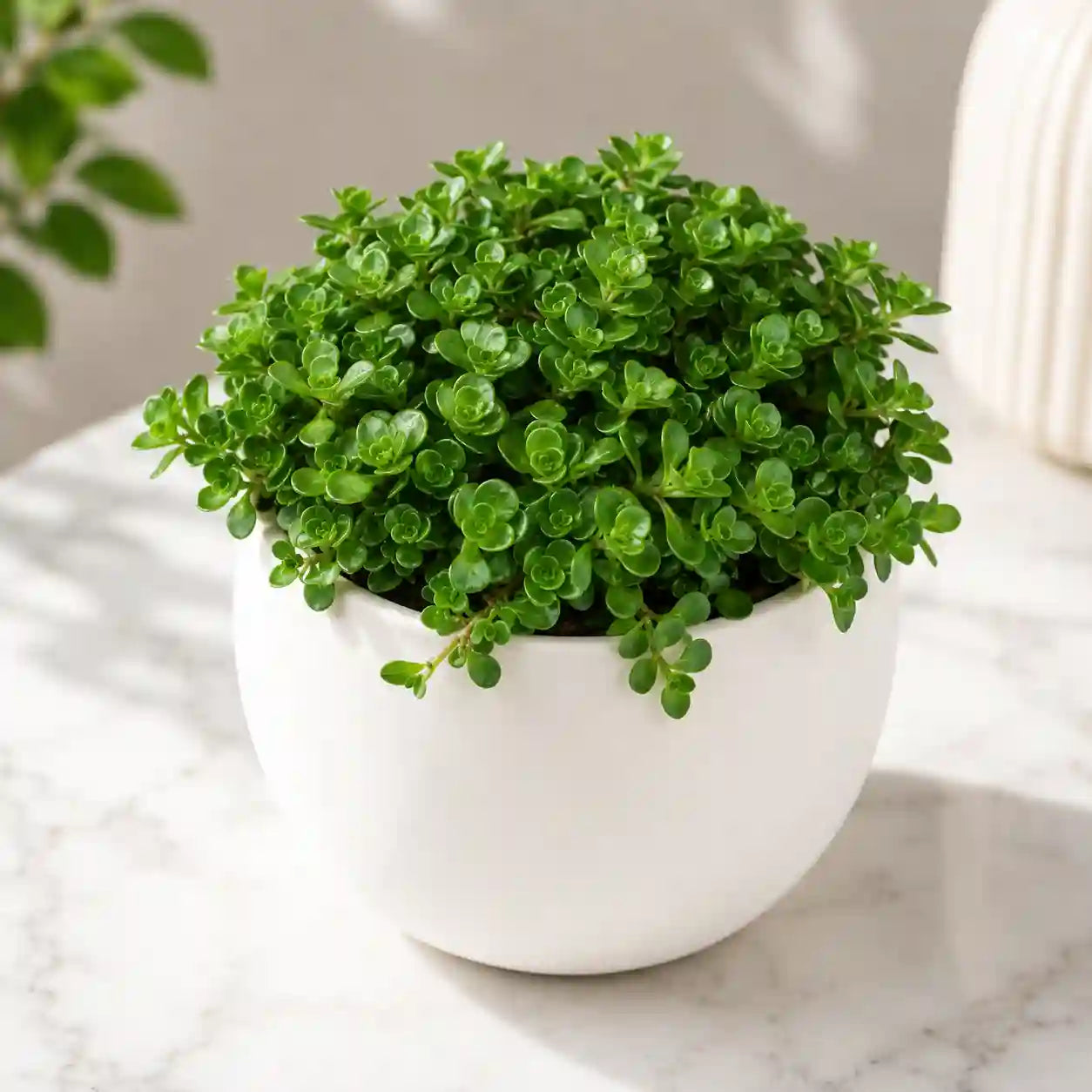 ROSE SEDUM GRASS