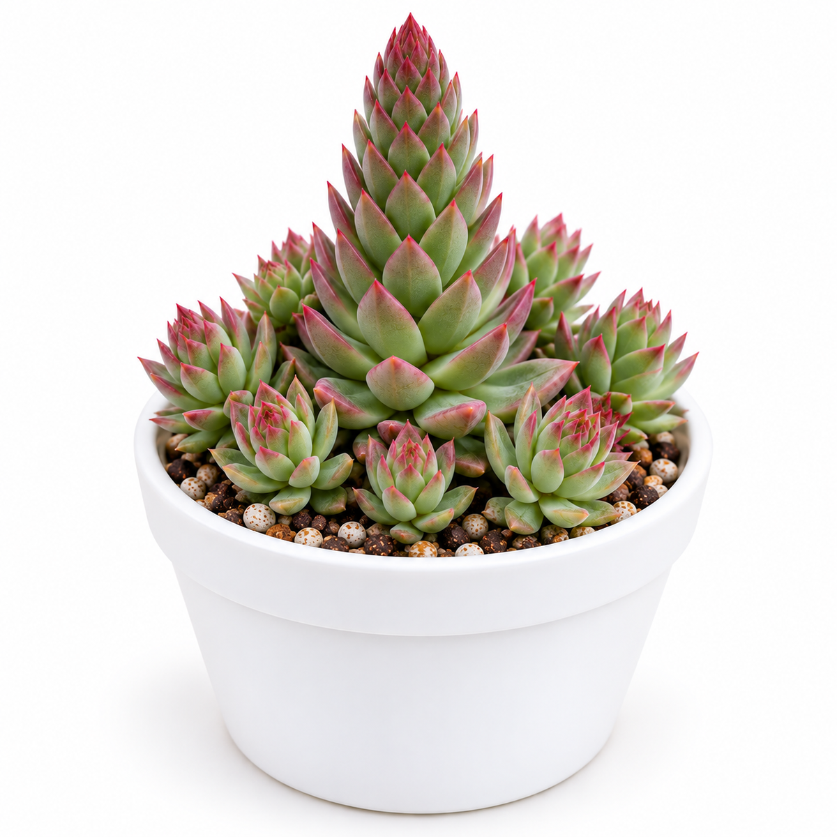 Orostachys Japonica