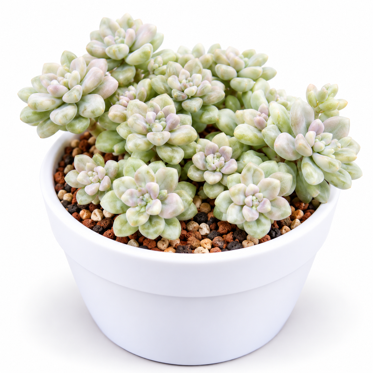Graptopetalum Mendozae