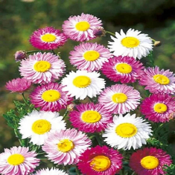 Acroclinium Roseum Hybrid Seeds (30 Seeds)
