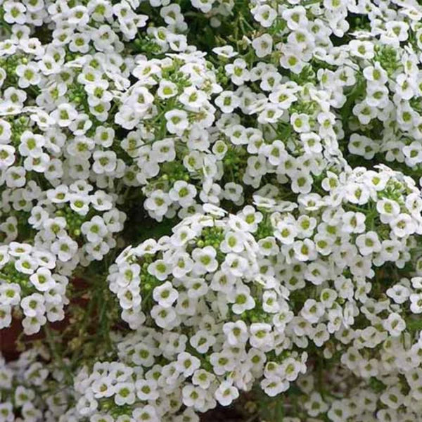 ALYSSUM WHITE OPEN POLLINATED SEEDS (70-80 seeds)