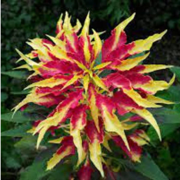 AMARANTHUS TRICOLOR HYBRID SEEDS (20-25 seeds)