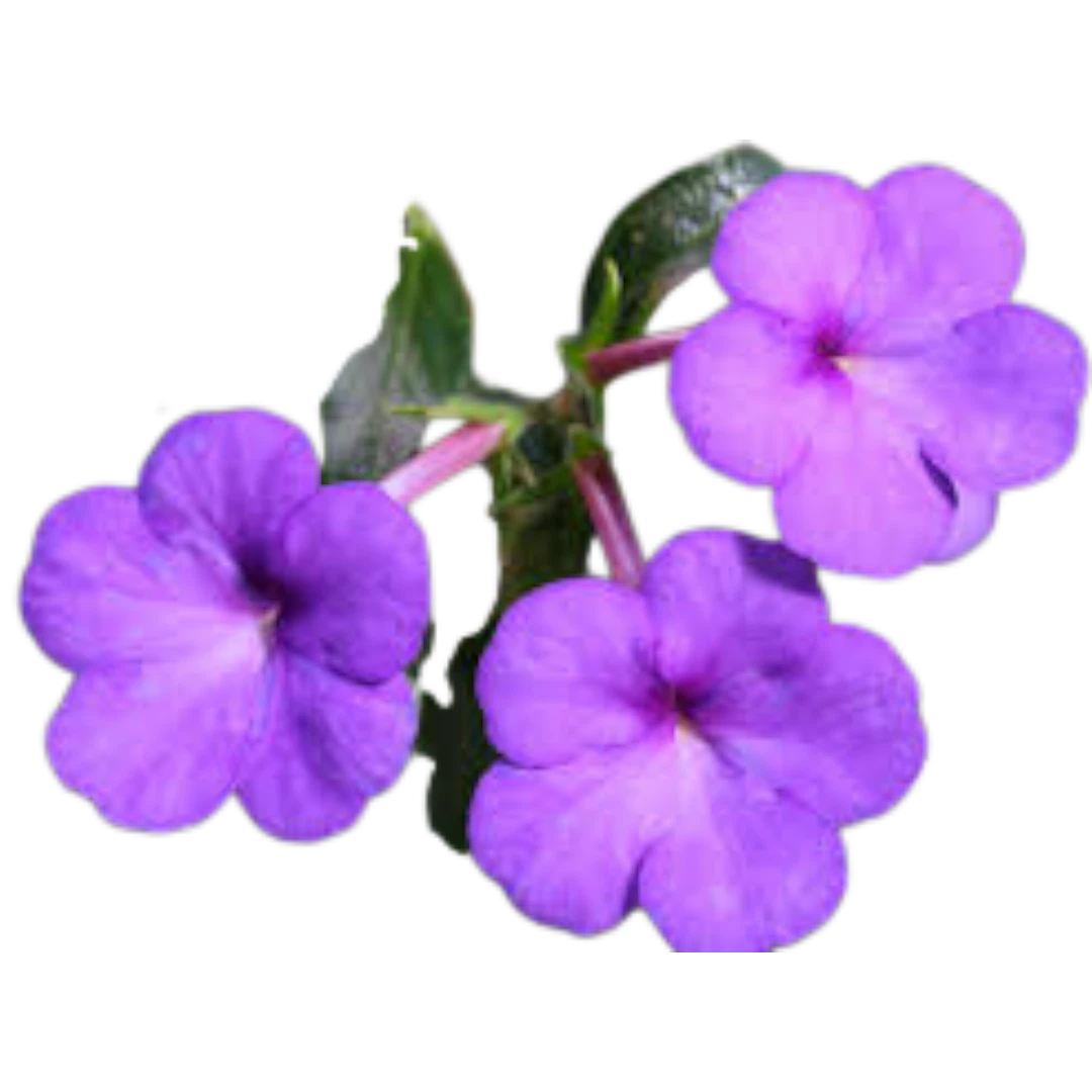 Achimenes Blue Flowering Bulb