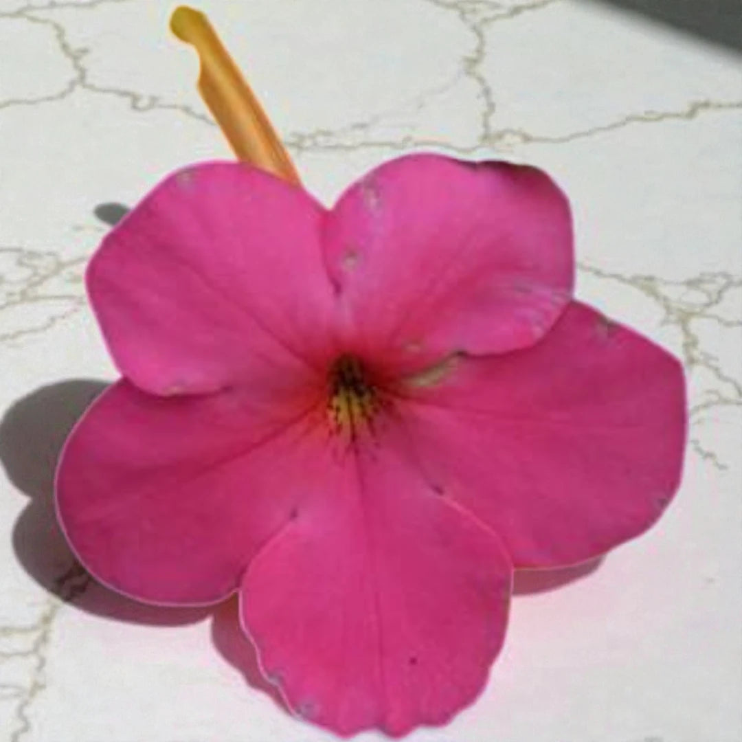 Achimenes Pink Bulb