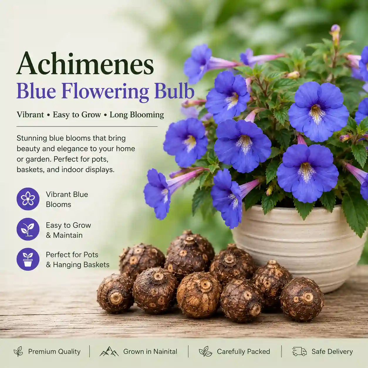 Achimenes Blue Flowering Bulb