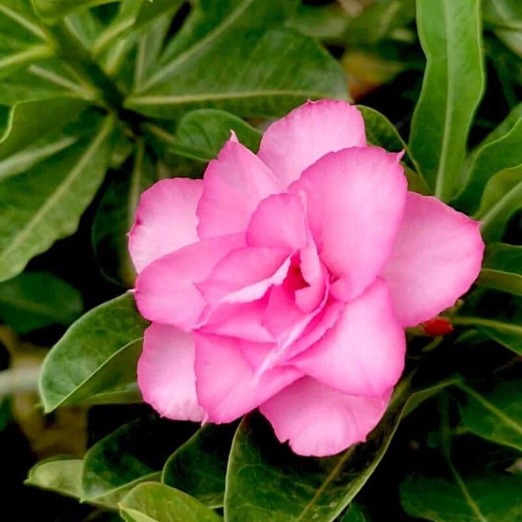 Adenium Pink