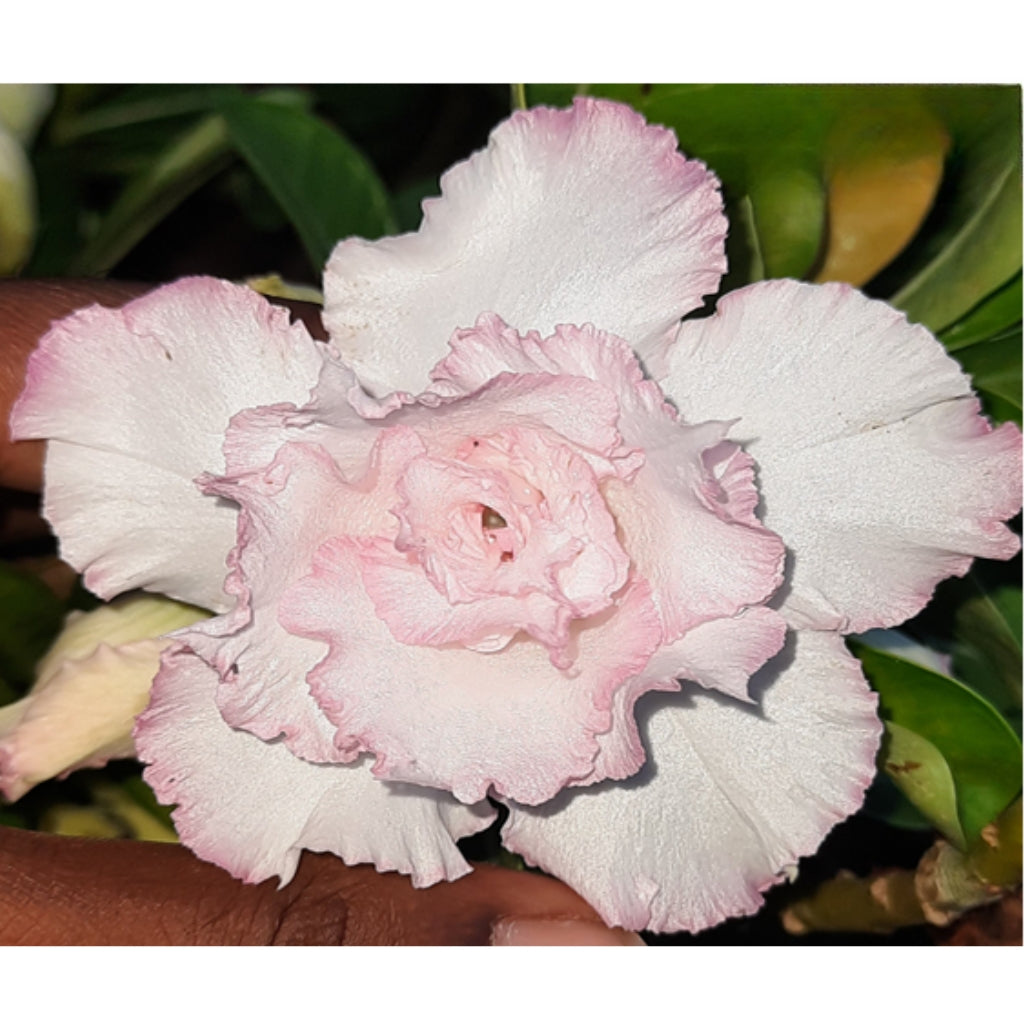 Adenium R107