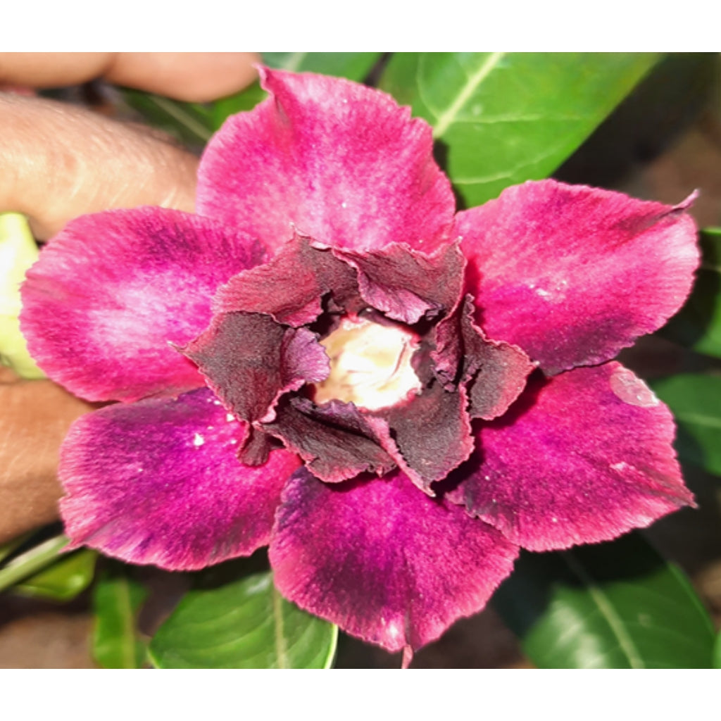 Adenium R110