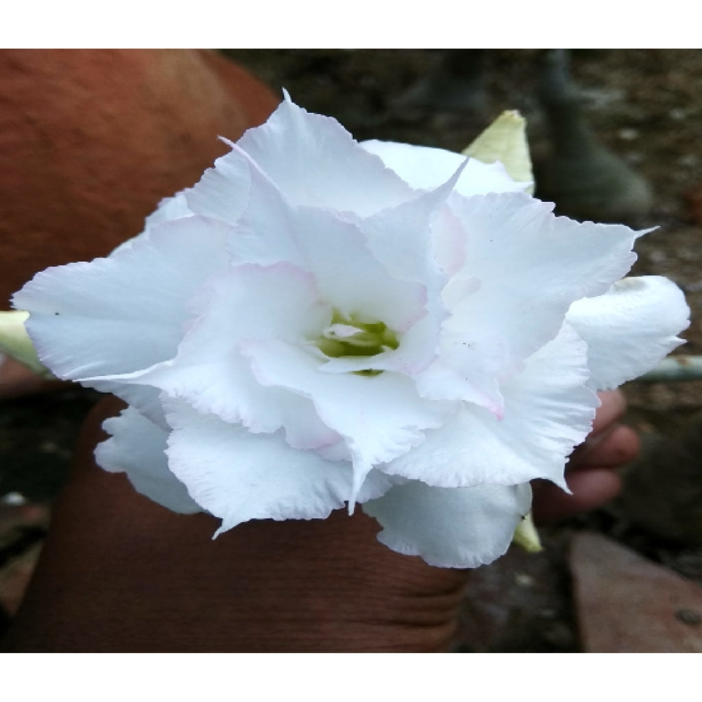Adenium R111
