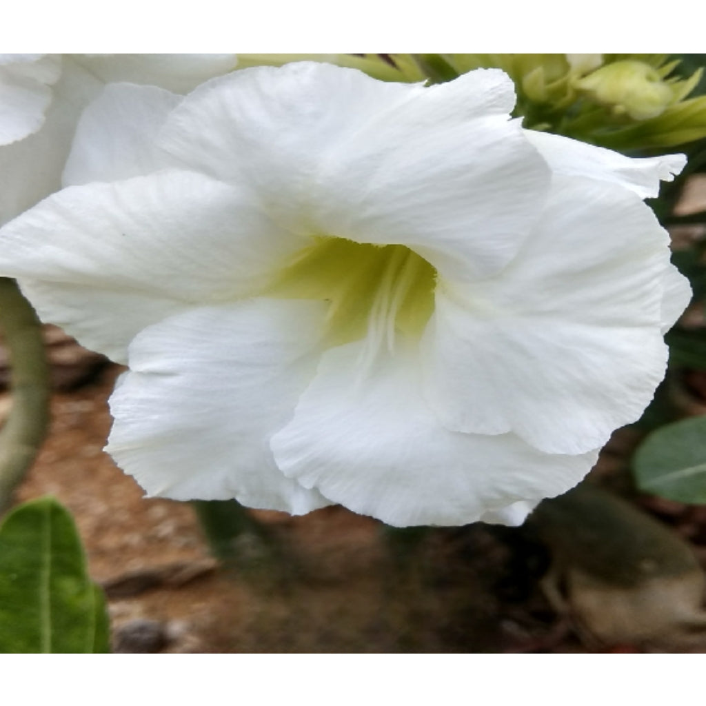 Adenium R119