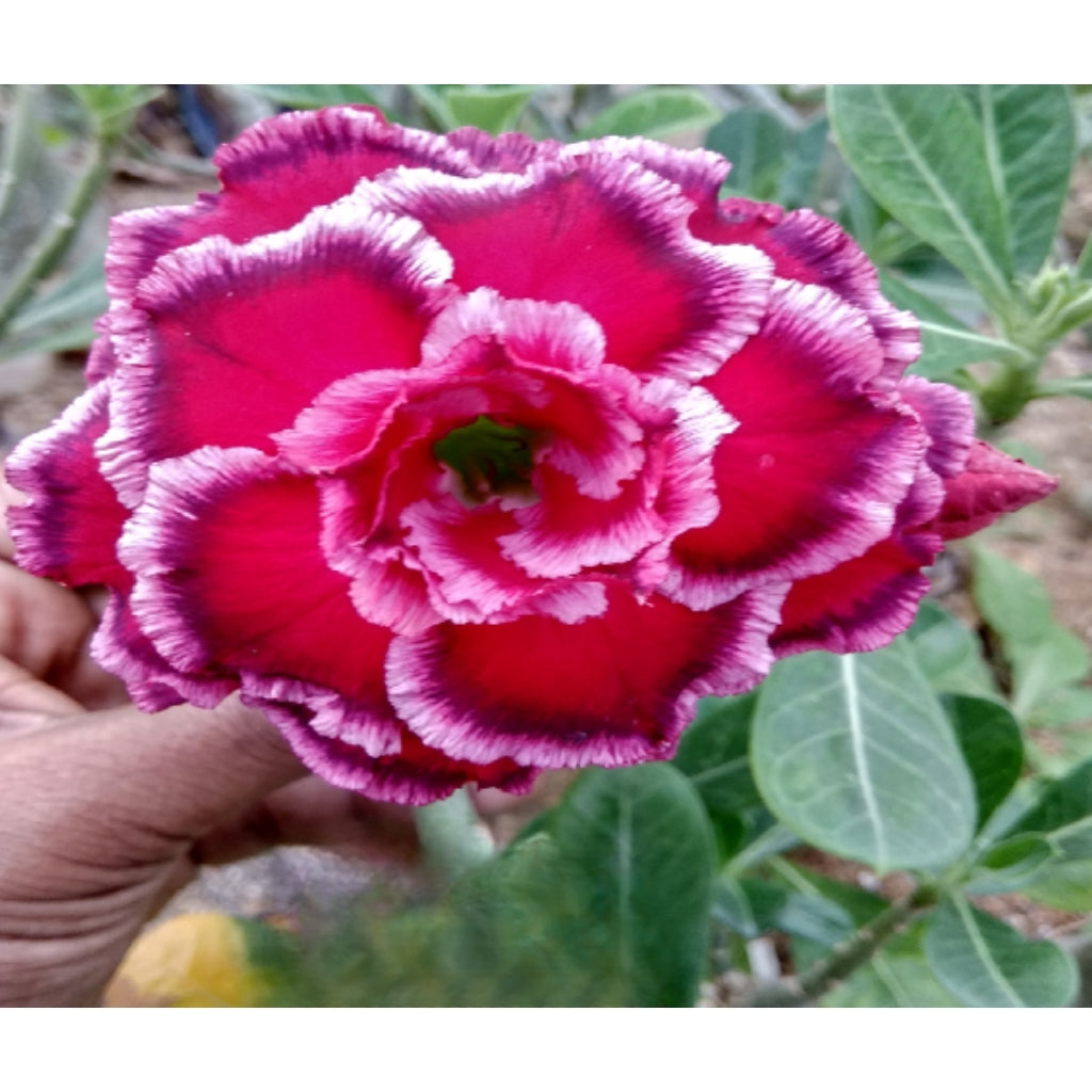 Adenium R125