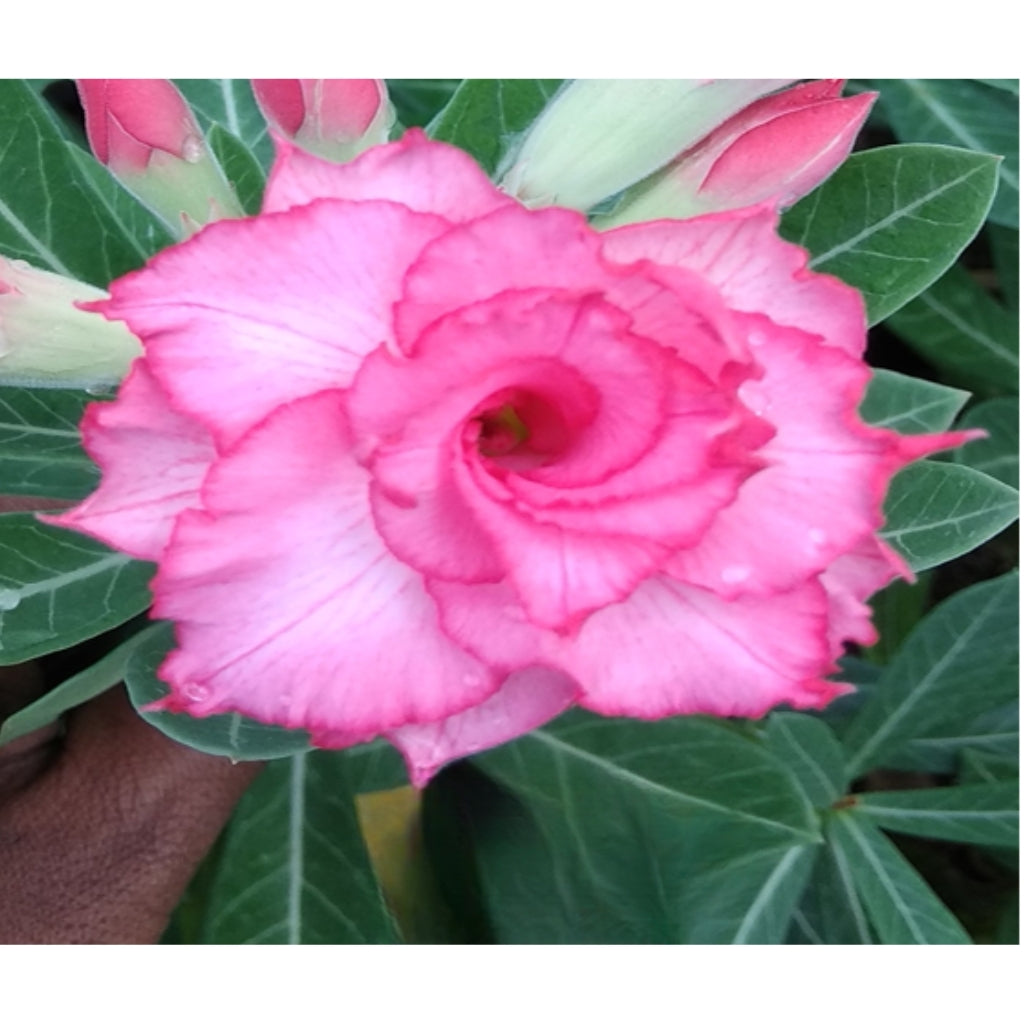 Adenium R127