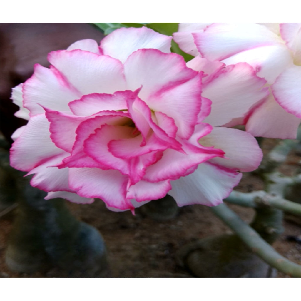 Adenium R133