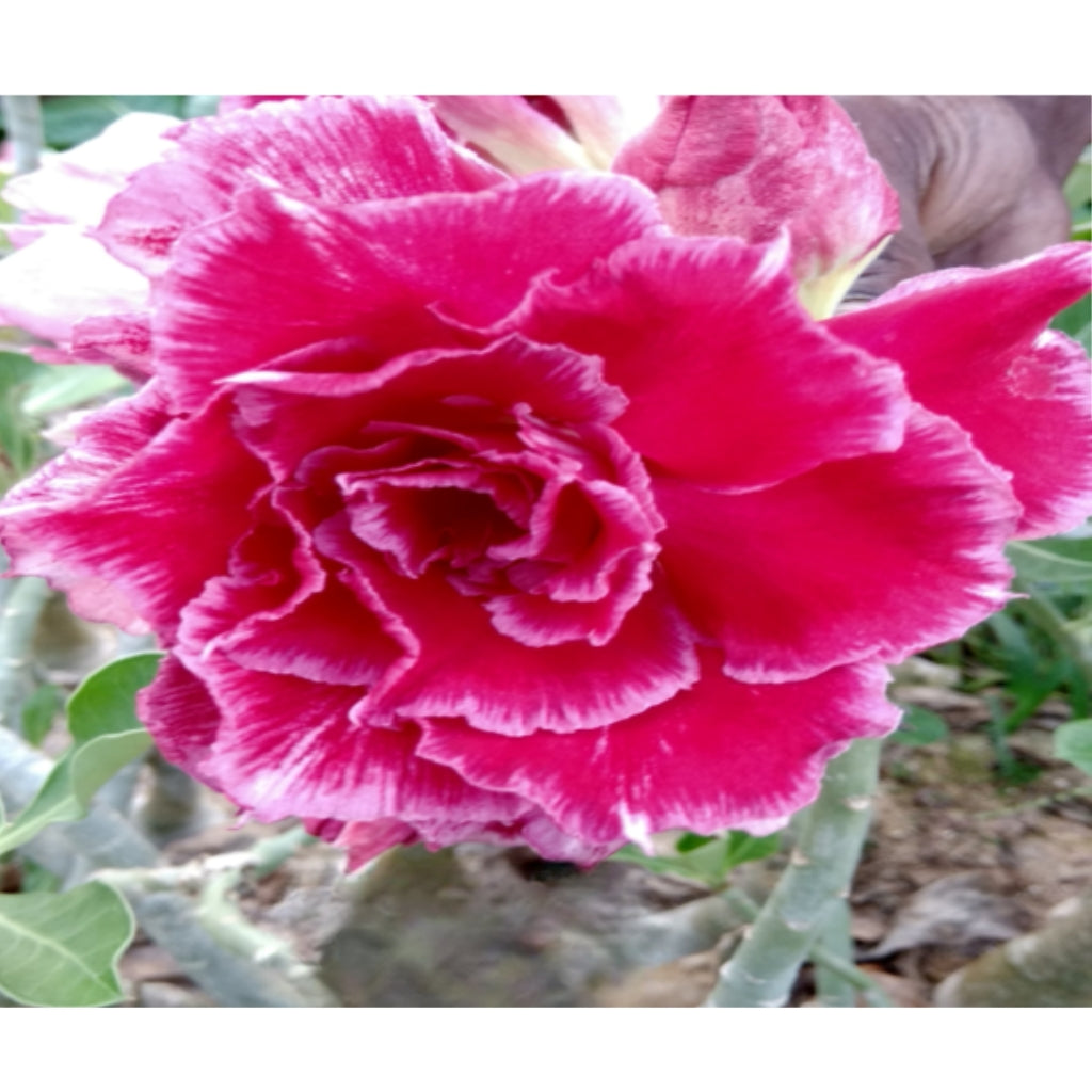 Adenium R135