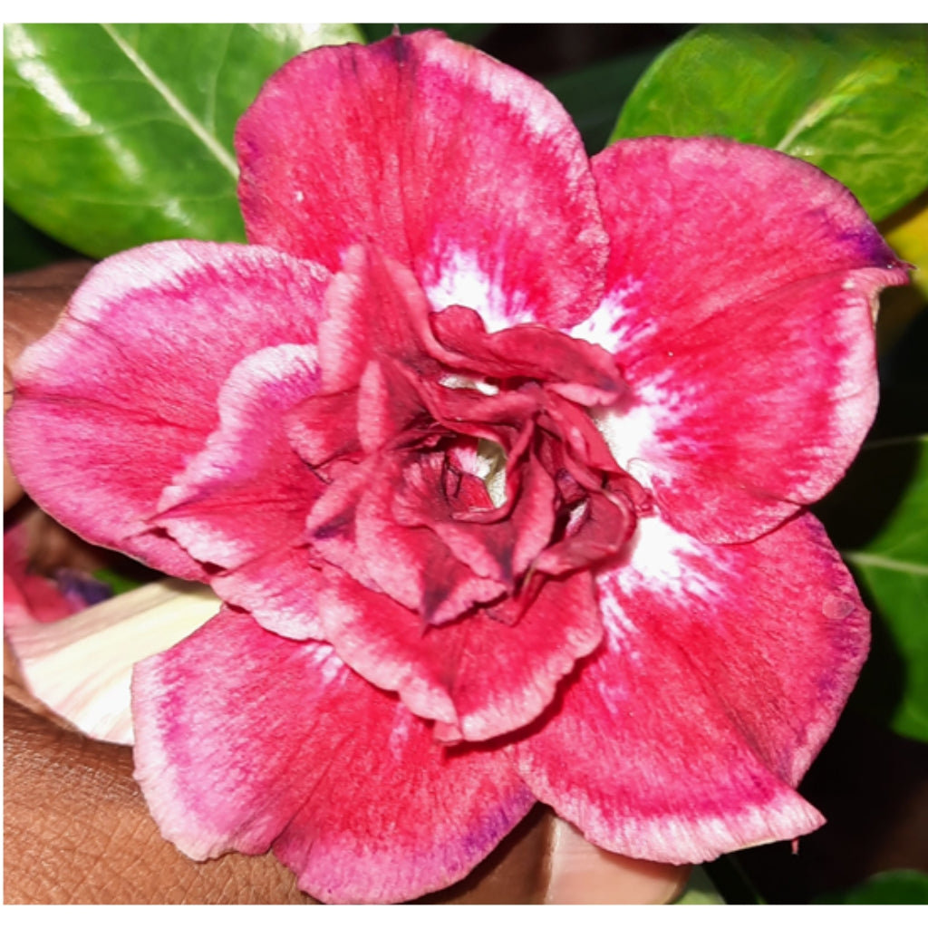 Adenium R155