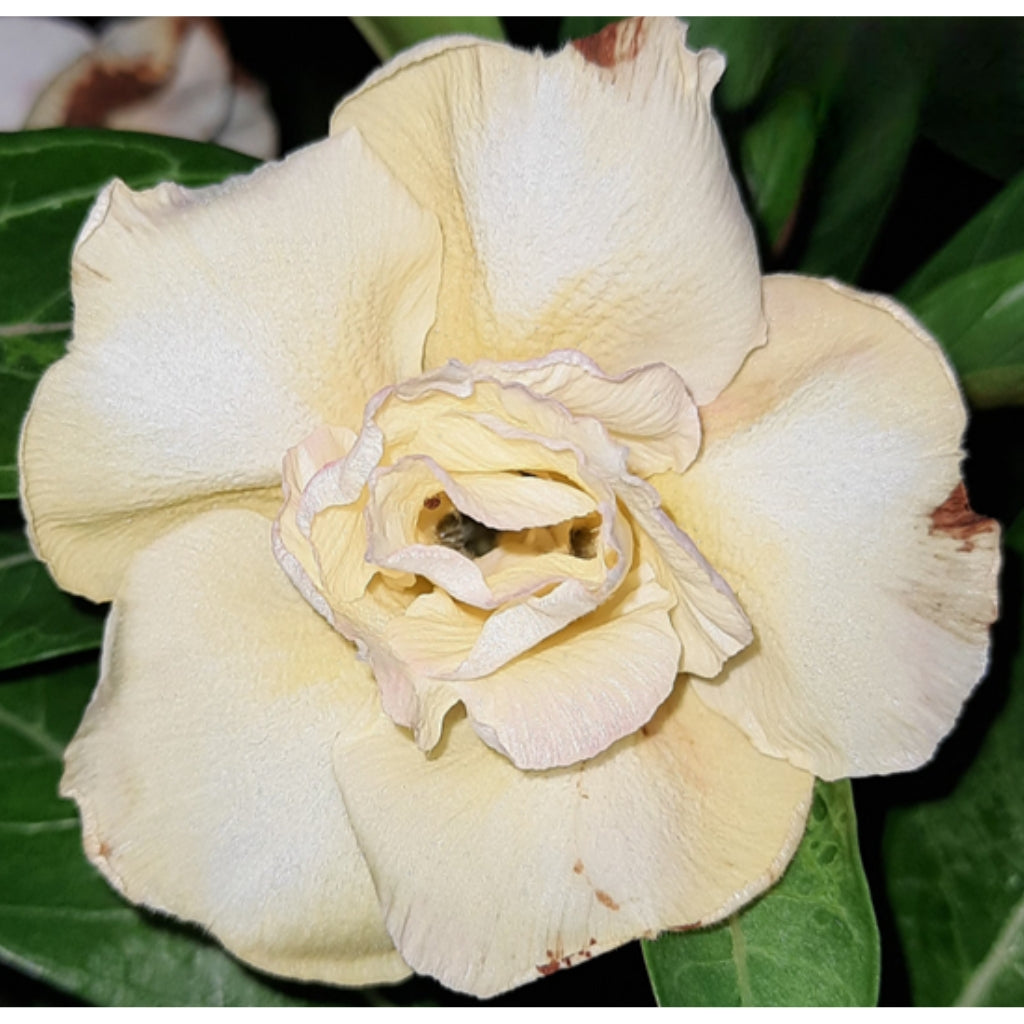 Adenium R159