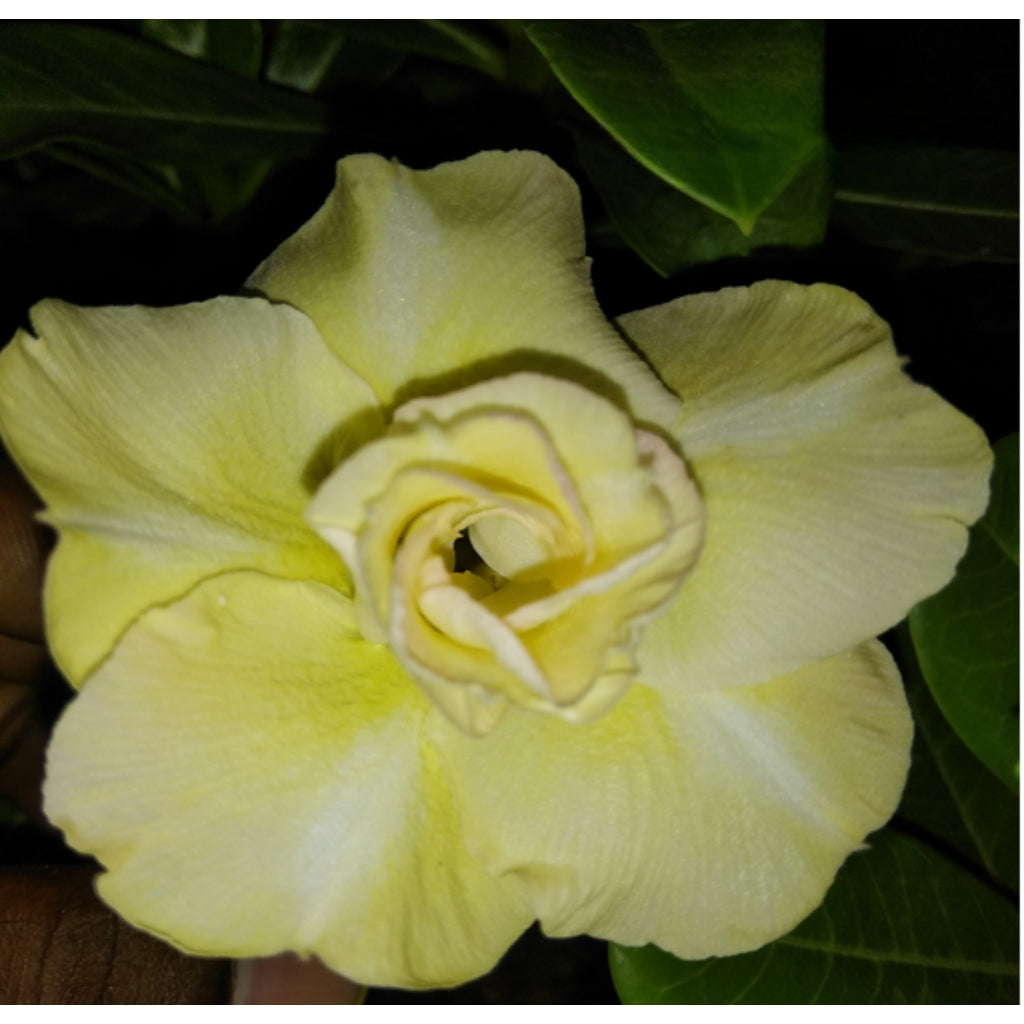 Adenium R168