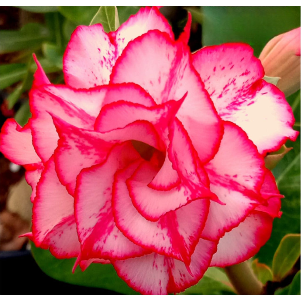 Adenium R169